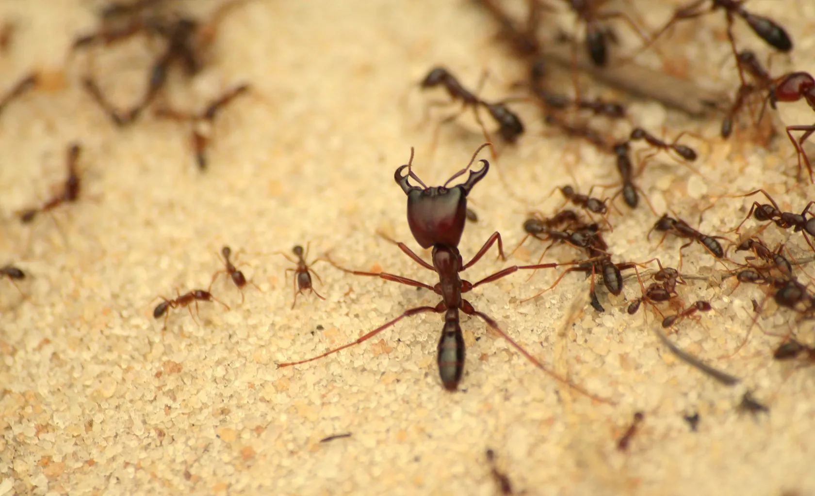 Ants on sand, close up